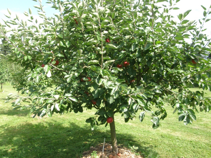 P8080055